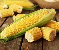 MAIZE (MAKAI)