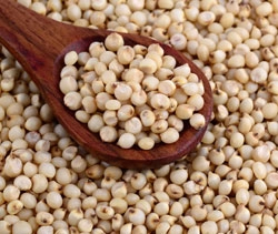 SORGHUM (JOWAR)