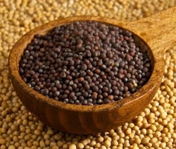 Mustard Seeds
