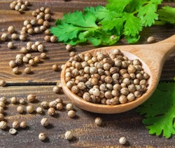Coriander Seeds