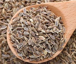 Dill Seeds